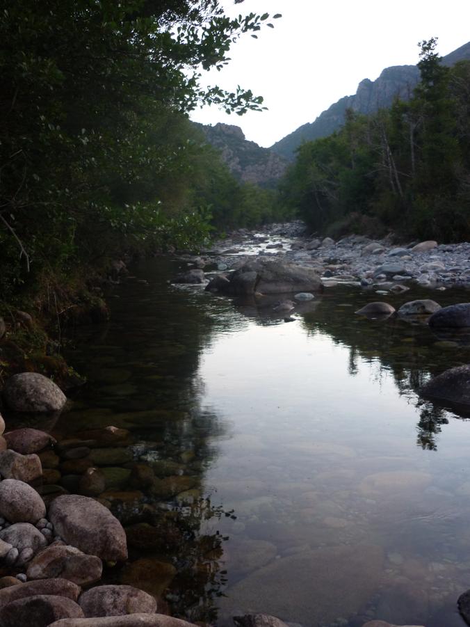 Rettili della Corsica